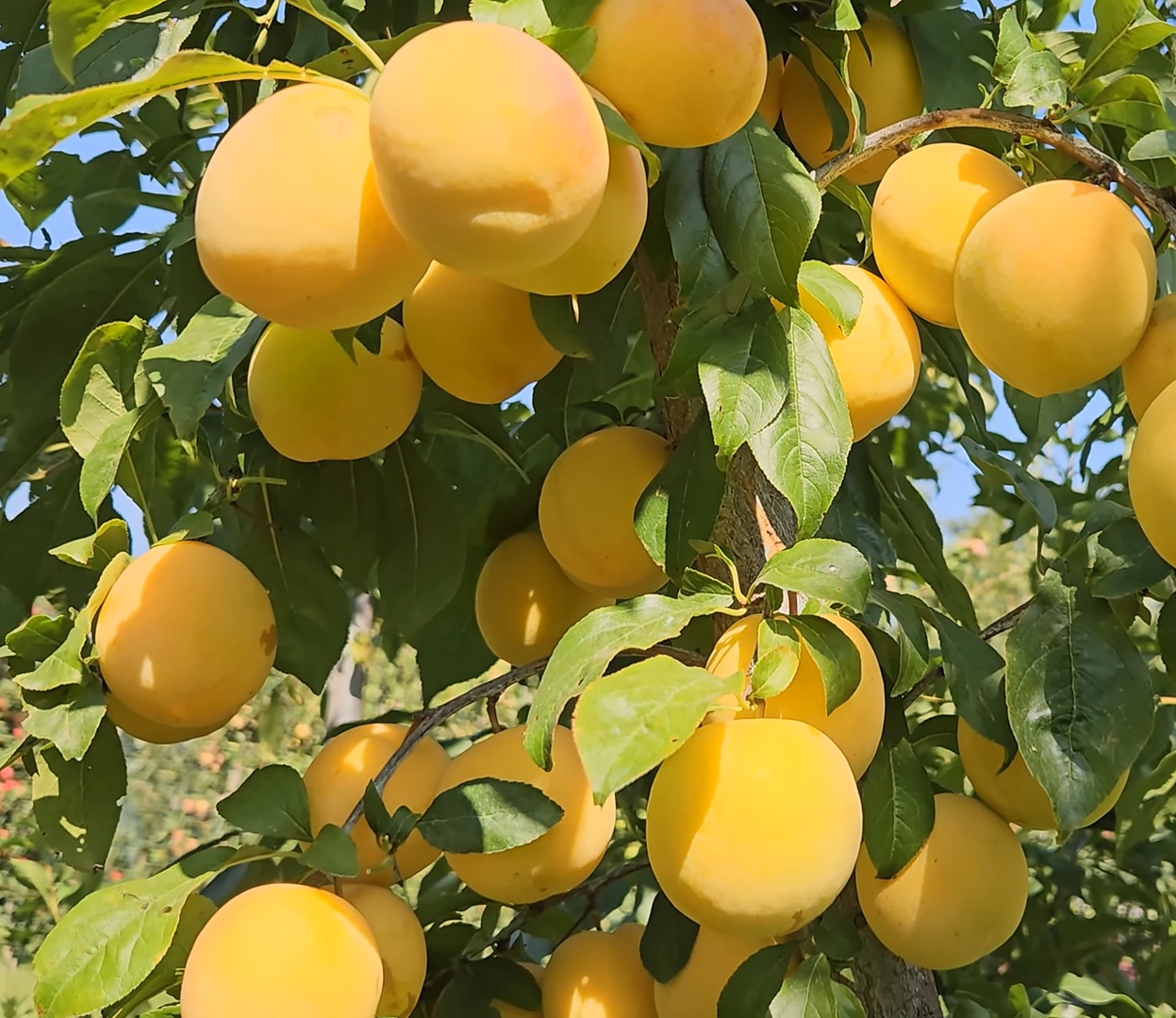 Купить Гибрид Сливы "То Че Сан"