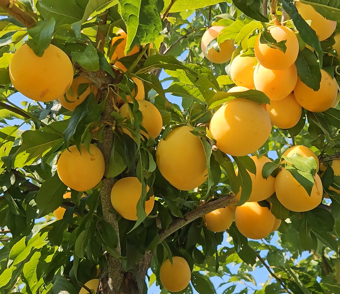 Купити Гібрид Сливи "То Че Сан"