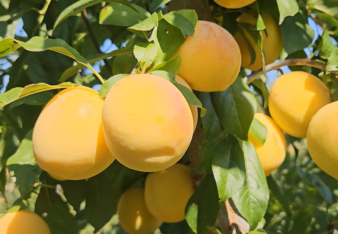 Купити Гібрид Сливи "То Че Сан"