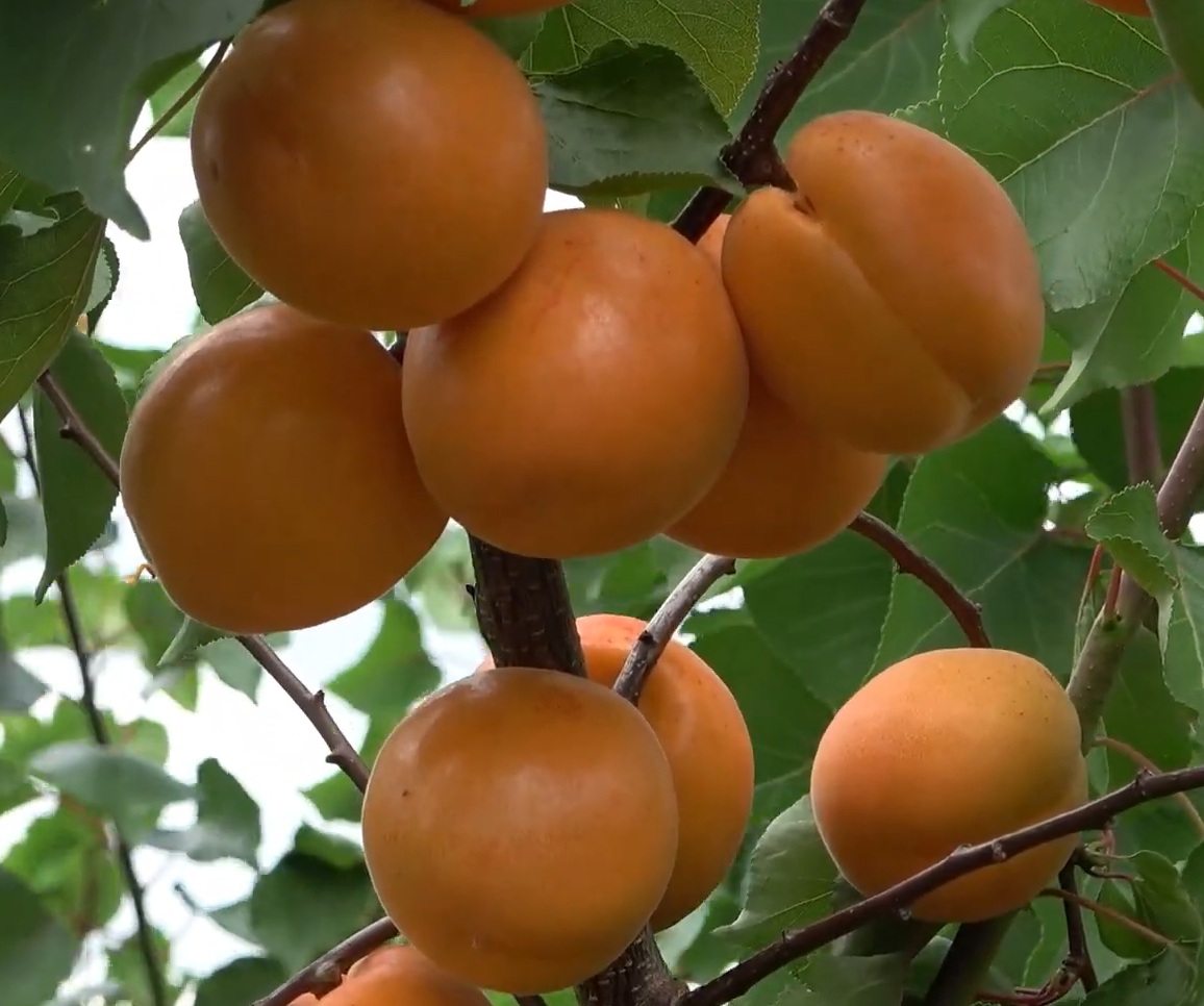 Купити Абрикос "Том Кот"