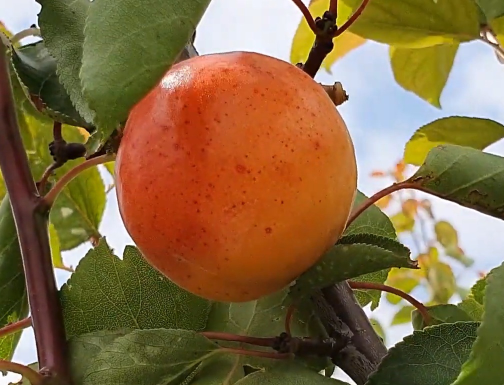 Купити Абрикос "Том Кот"