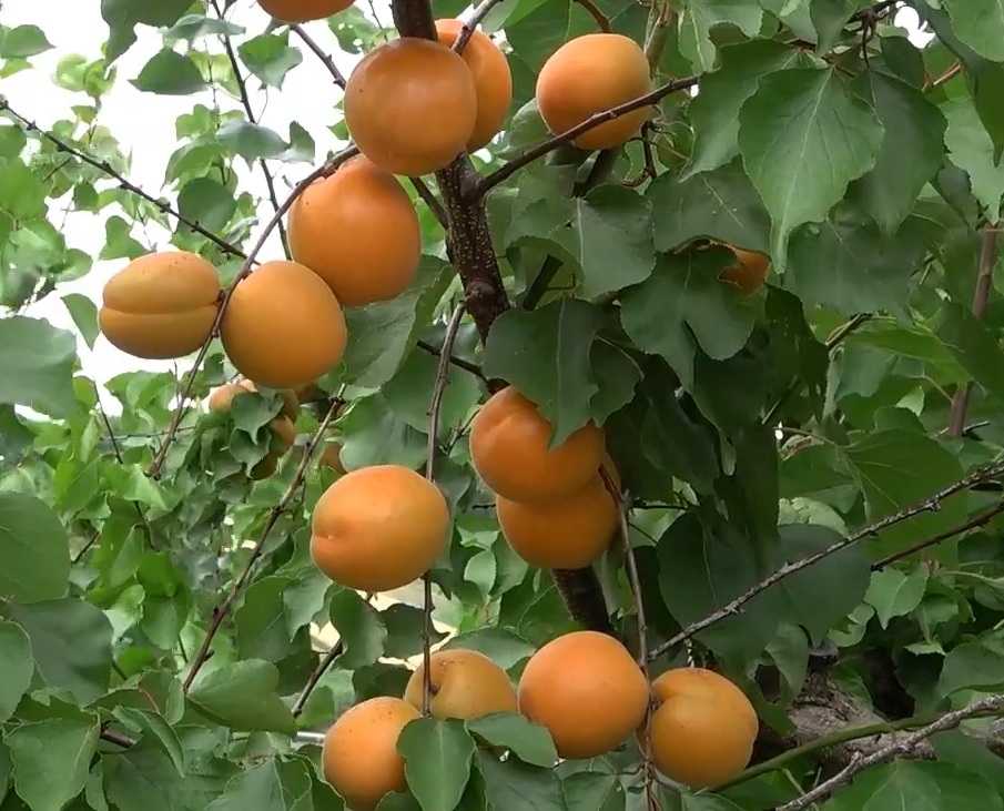 Купити Абрикос "Том Кот"