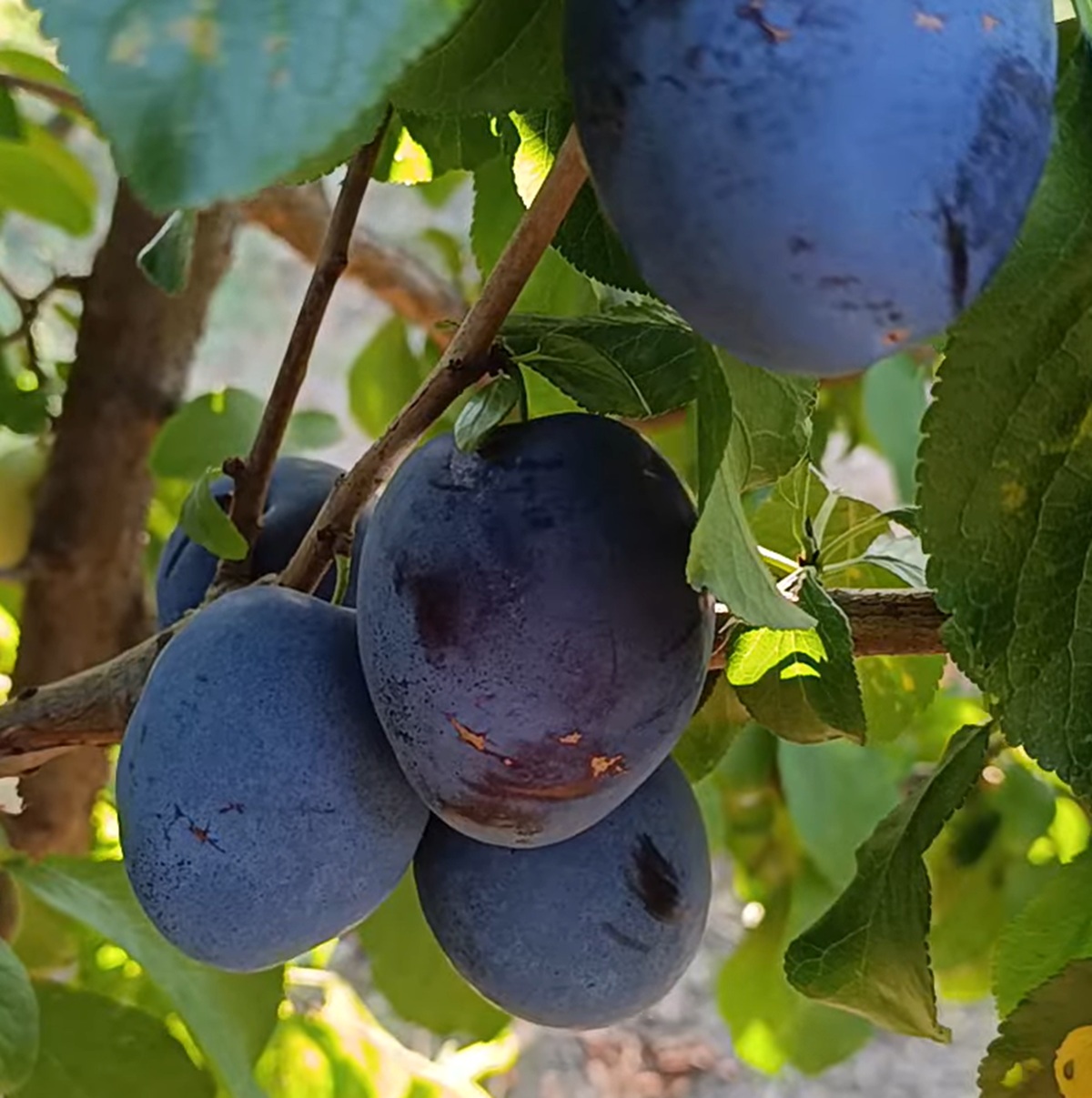 Купити Сливу "Топ Гігант"