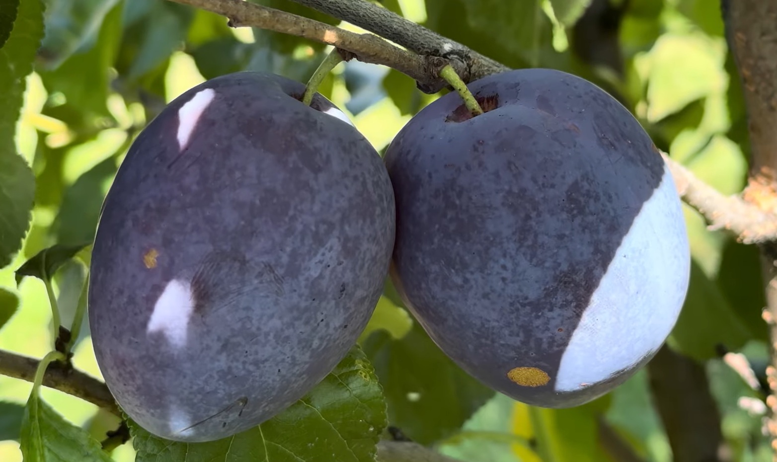 Купить Сливу "Топ Гигант"