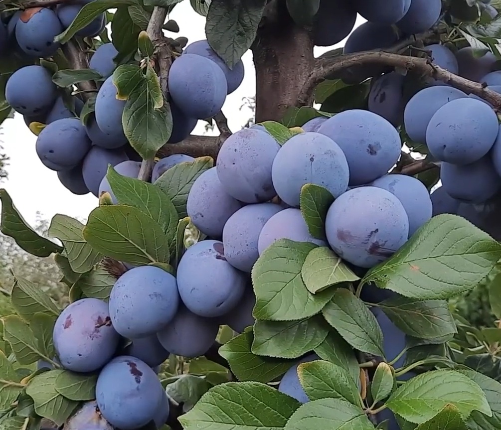 Купити Сливу "Топ Хіт"