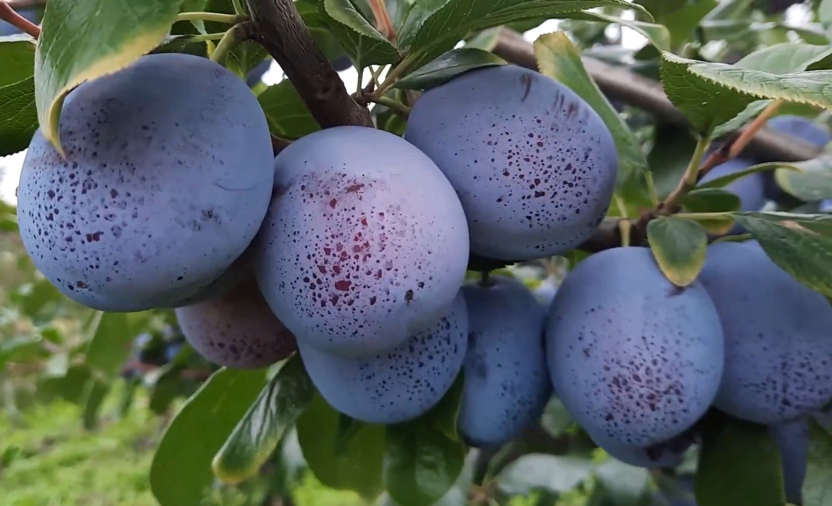 Купити Сливу "Топ Хіт"