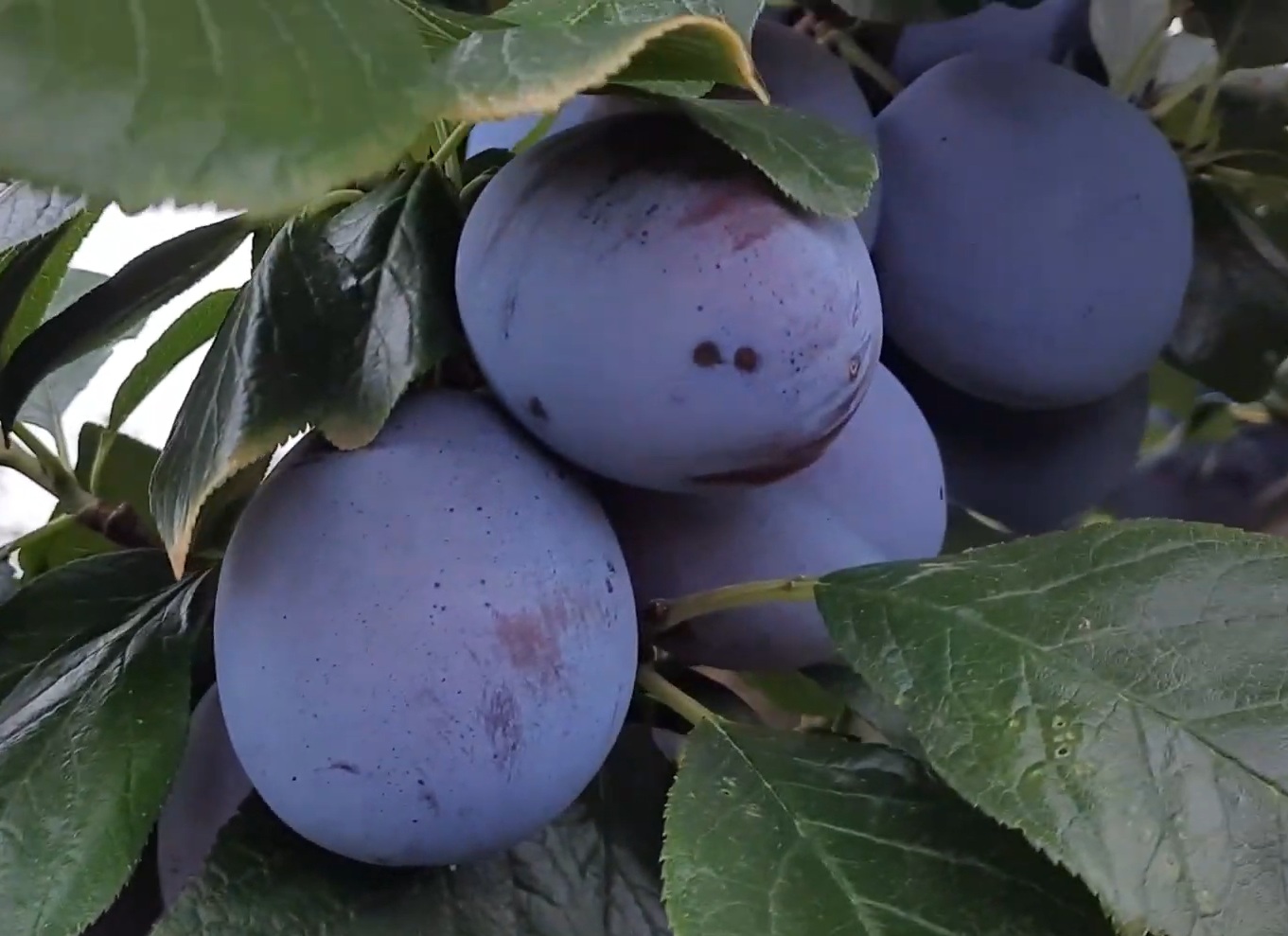 Купити Сливу "Топ Хіт"