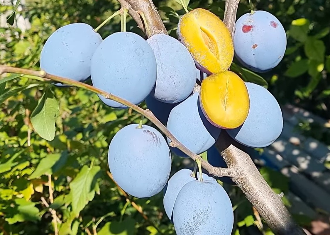 Купити Сливу "Топ Хіт"