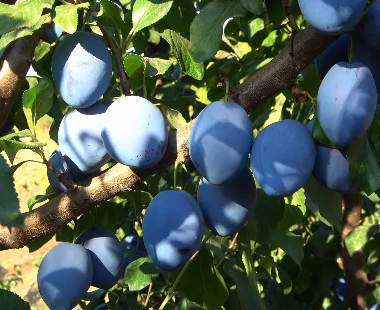 Купити Сливу "Топенд плюс" 