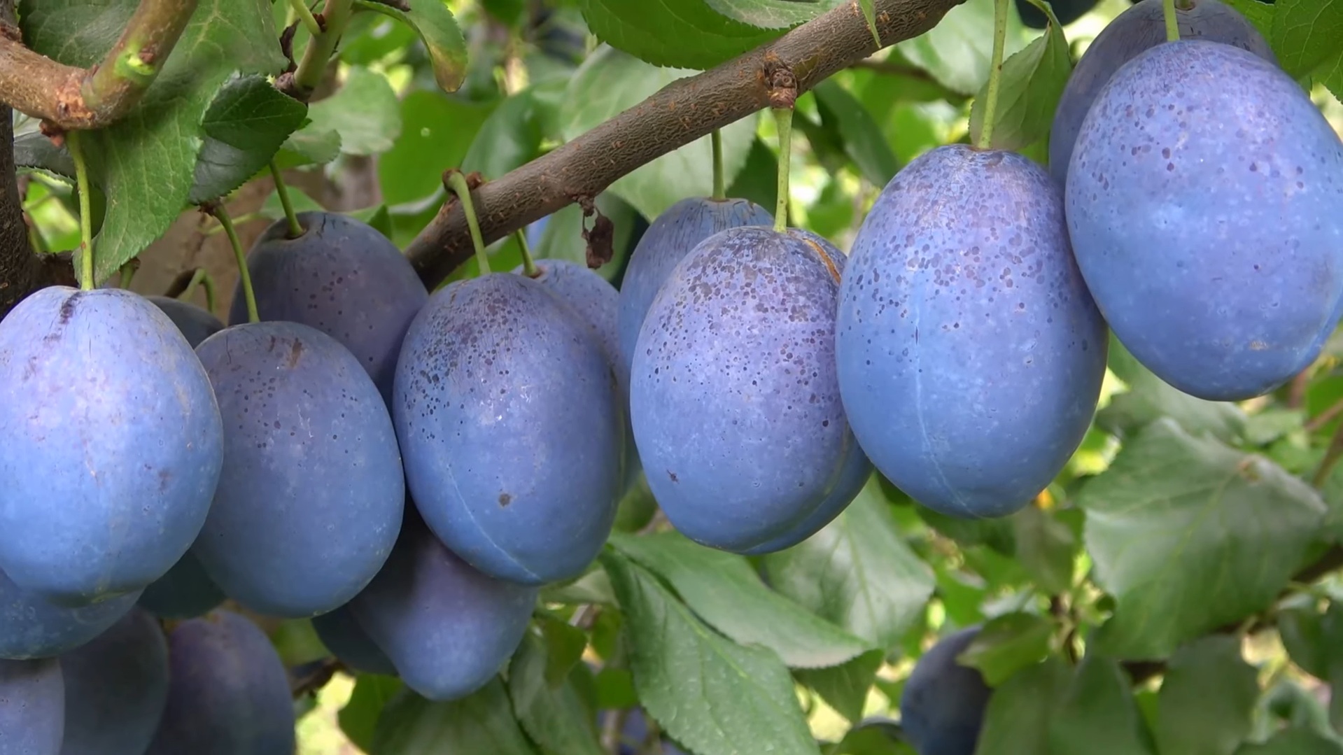 Купить Сливу "Топ енд плюс" 