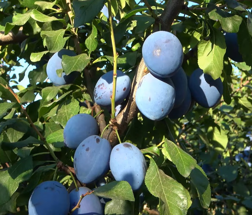 Купити Сливу "Топенд плюс" 