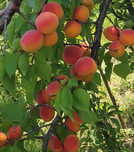 Купити Абрикос "Торонто"