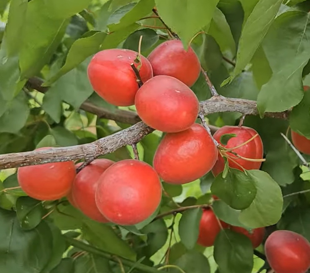 Купити саджанці абрикосу ТОтем