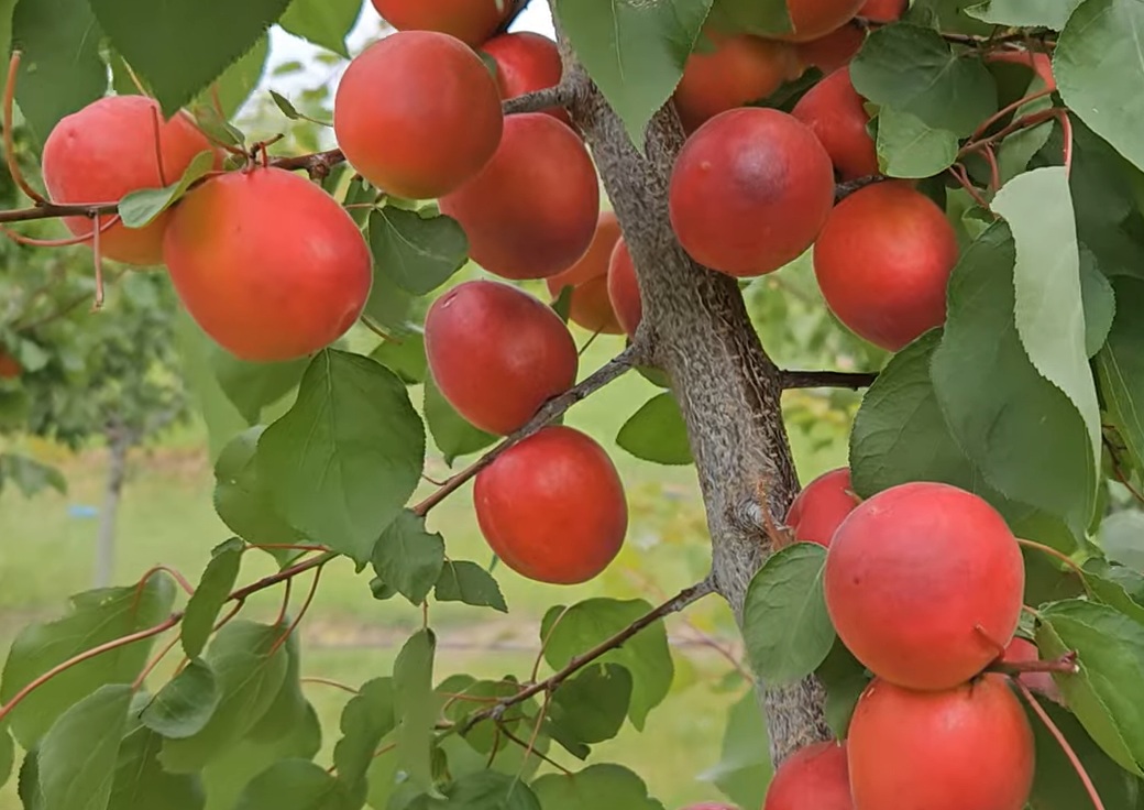 Купити саджанці абрикосу ТОтем