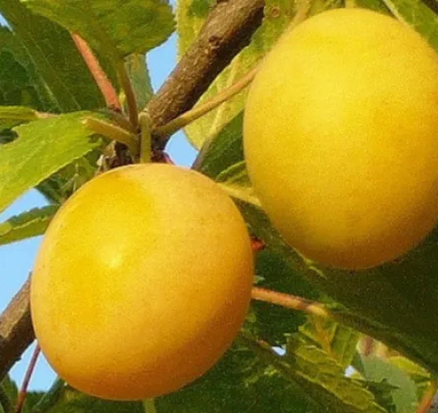 Купити Сливу "Улюблена Млієва"