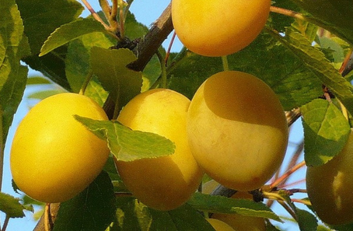 Купити Сливу "Улюблена Млієва"