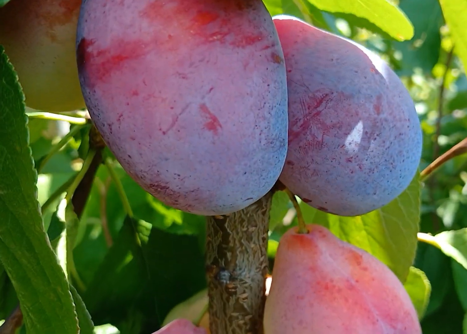 Купити Сливу "Улюблениця Султана"