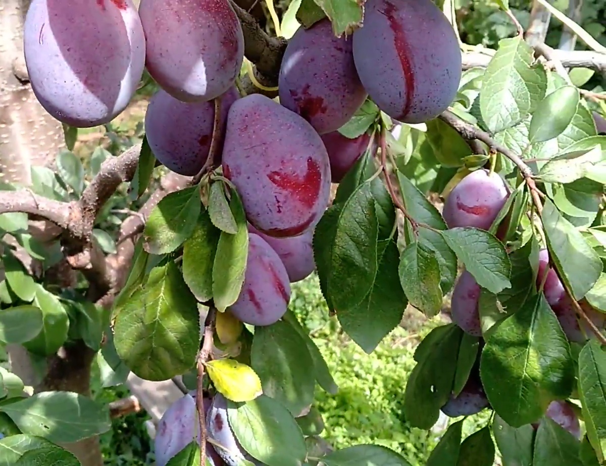 Купити Сливу "Улюблениця Султана"