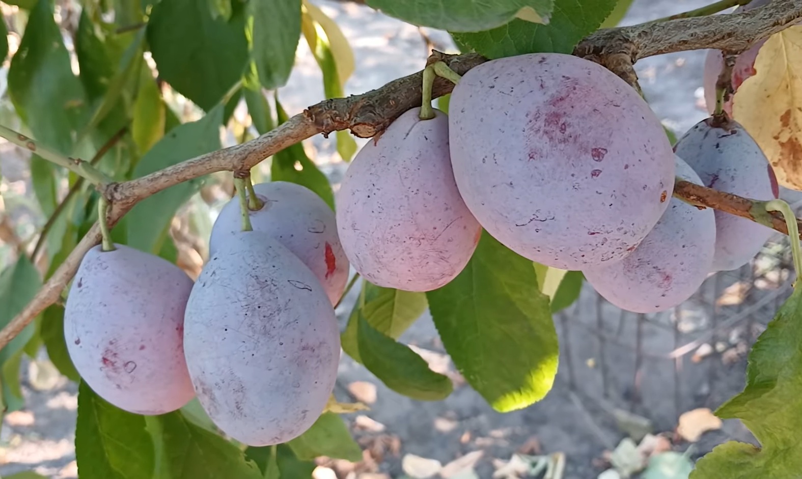 Купить Сливу "Любимка Султана"