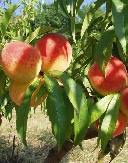 Купить Персик "Фаворит Мореттини"