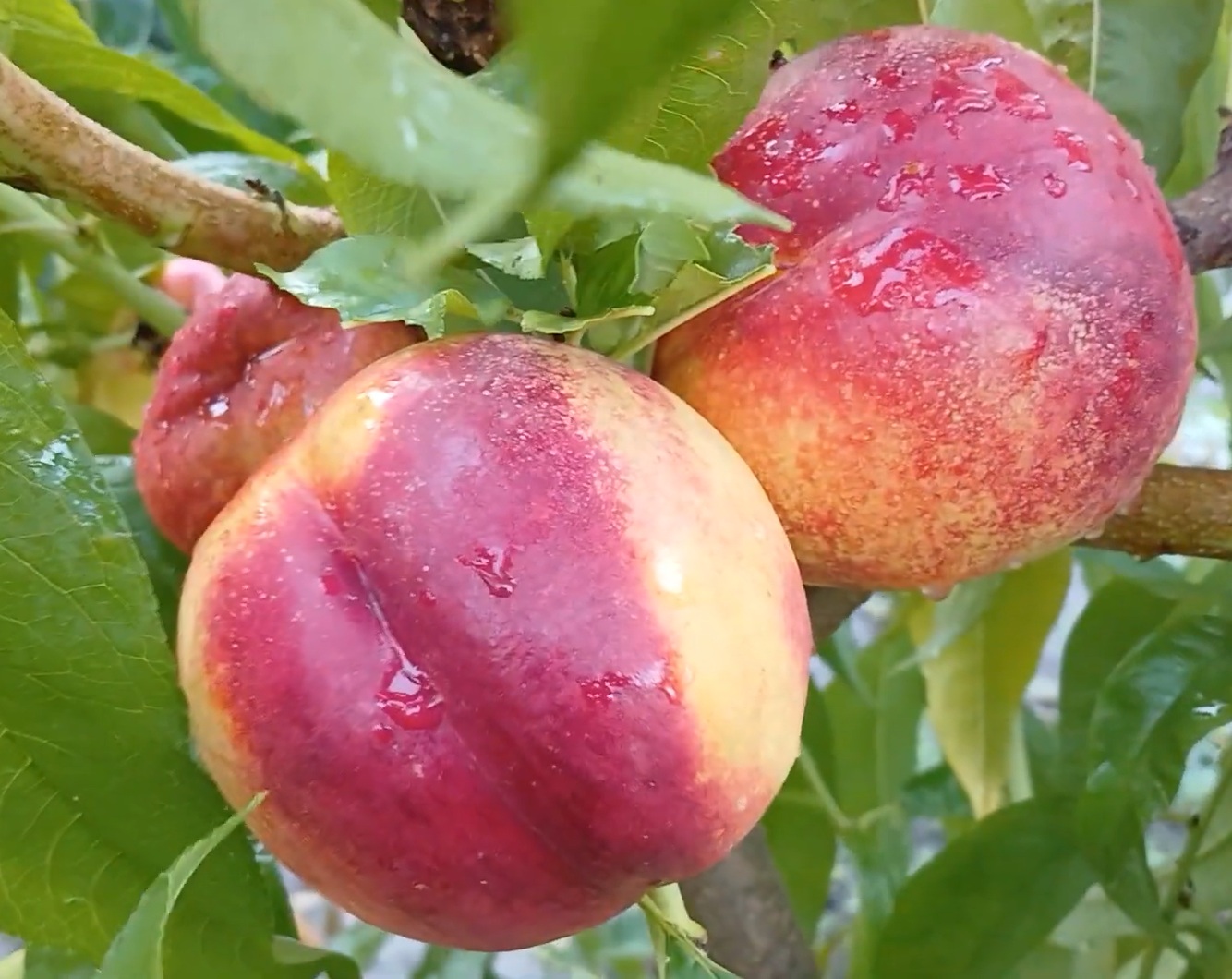 Купити Нектарин "Фантазія"