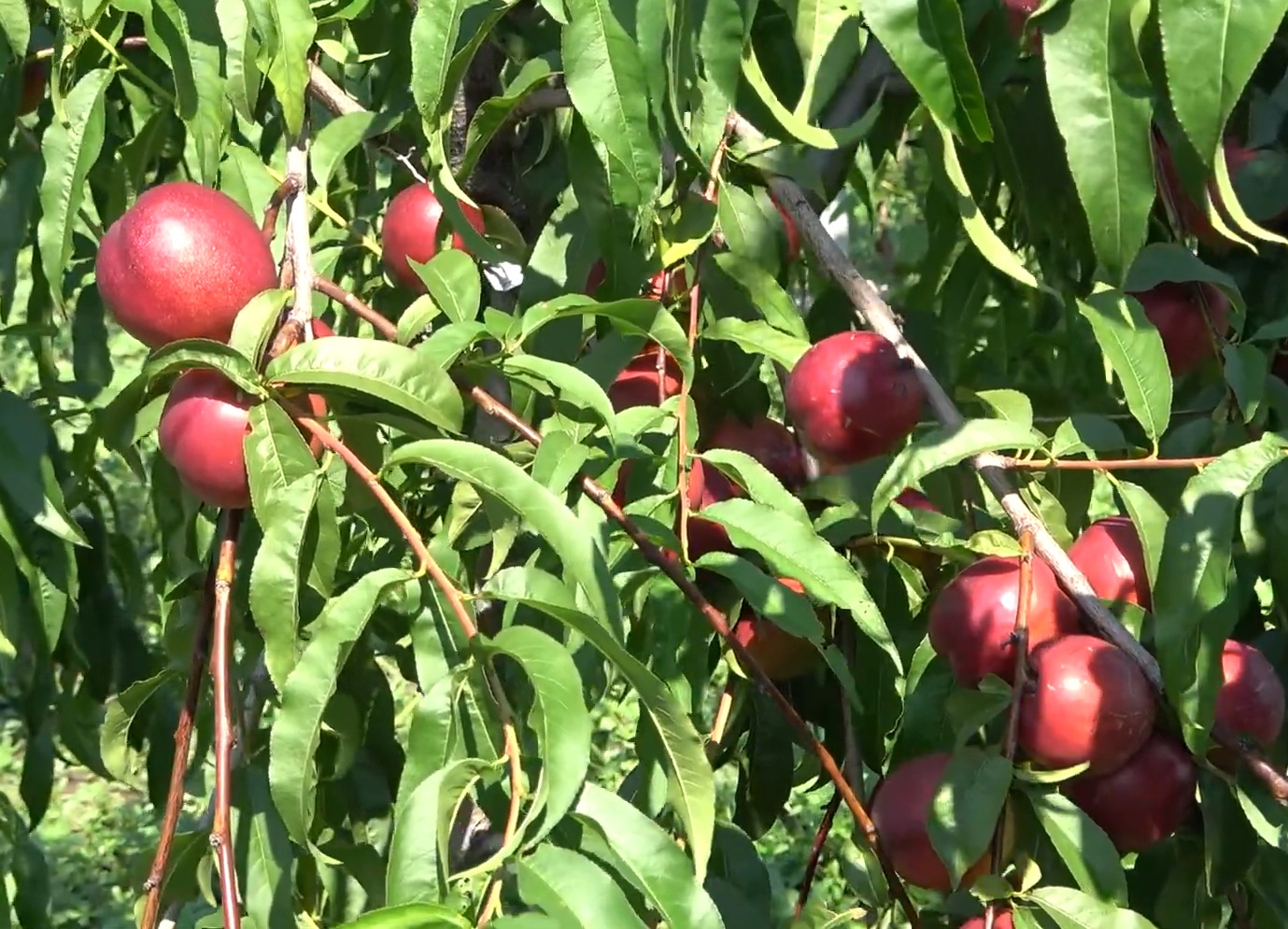 Купити Нектарин "Фантазія"