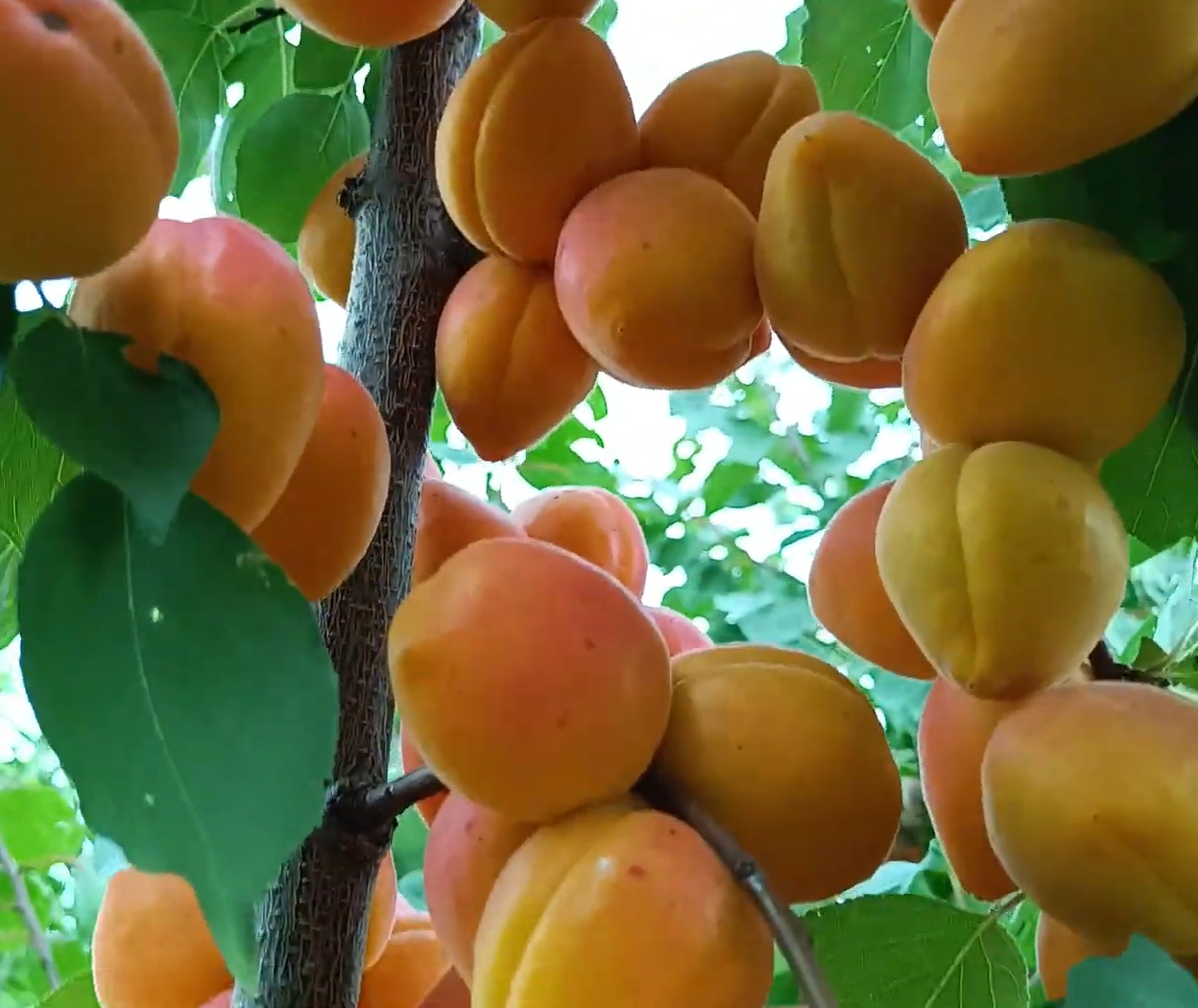 Купити Абрикос "Фаралія"