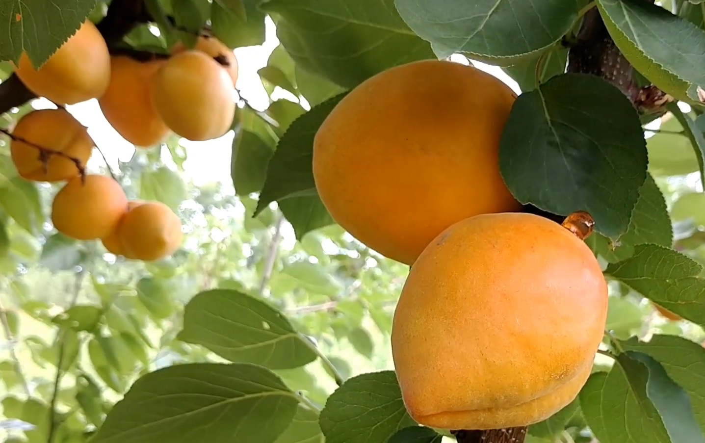 Купити Абрикос "Фаралія"