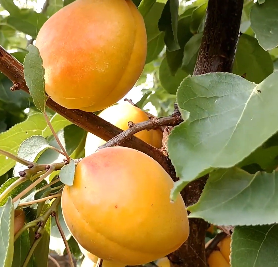 Купити Абрикос "Фаралія"