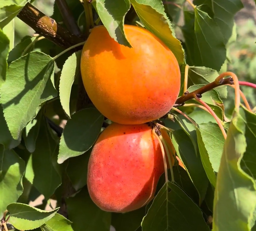 Купити Абрикос "Фаралія"