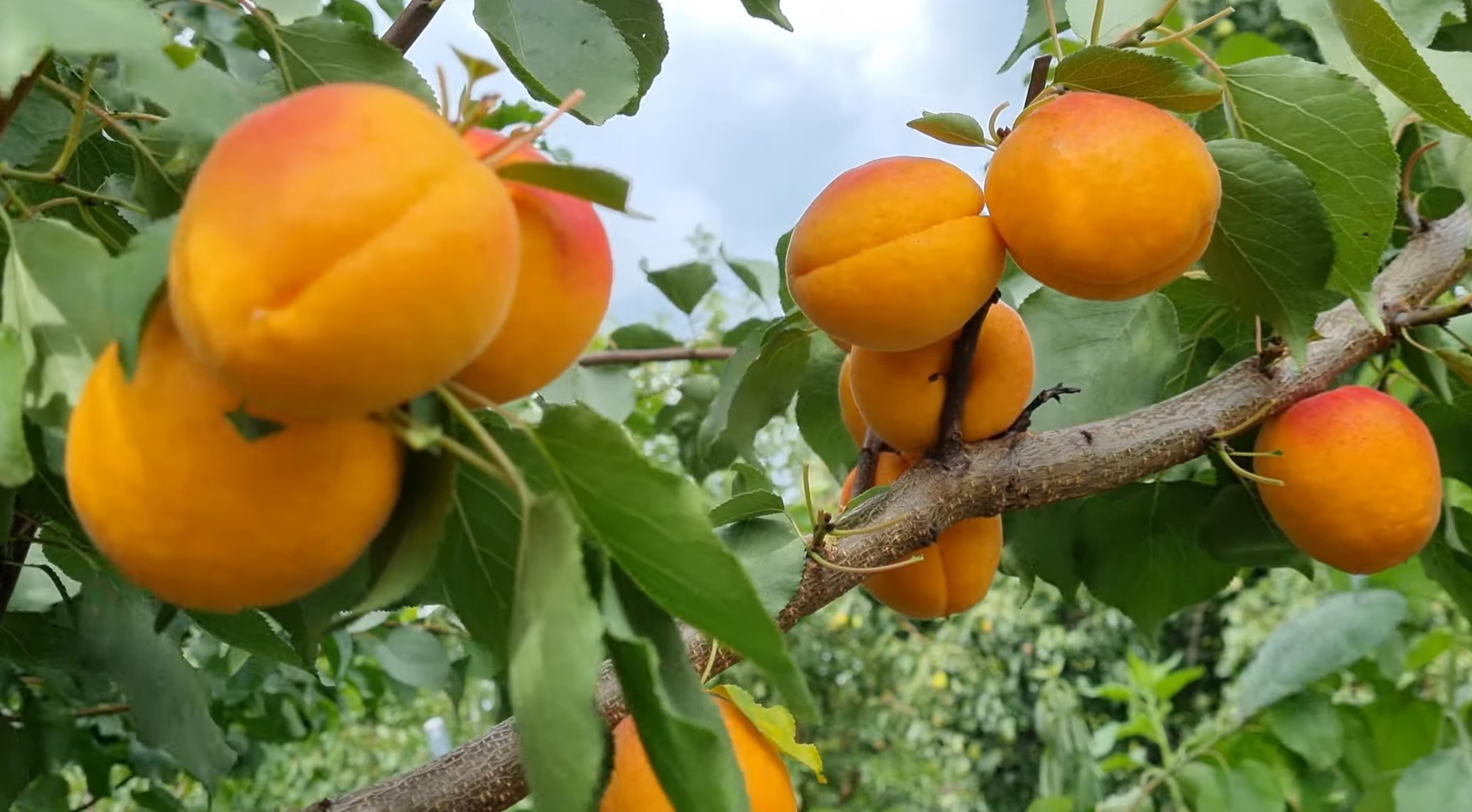 Купити саджанці абрикосу Фарбелі