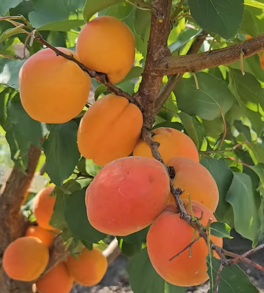 Купити саджанці абрикосу Фарбелі