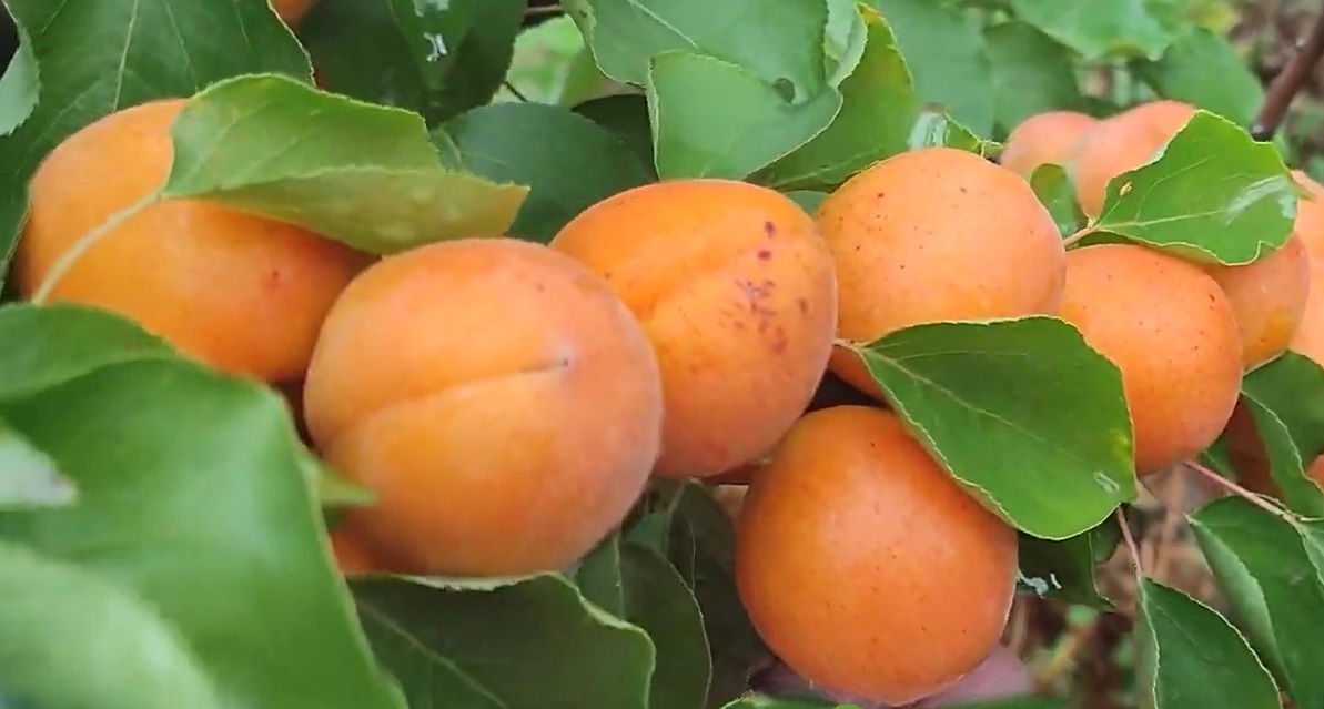 Купити Абрикос "Фардао"