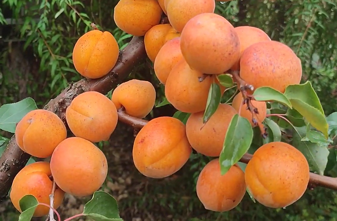 Купити Абрикос "Фардао"