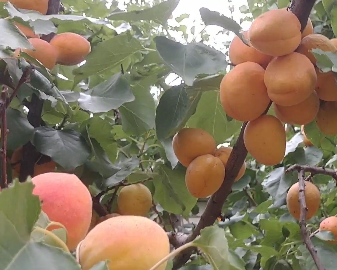 Купити Абрикос "Фаркло"