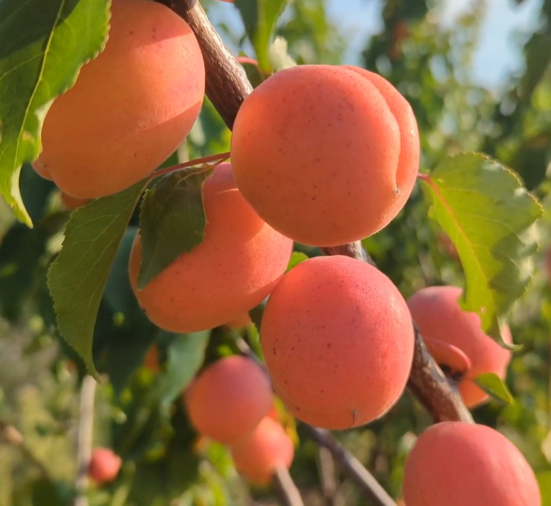 Купити Абрикос "Фарліс"