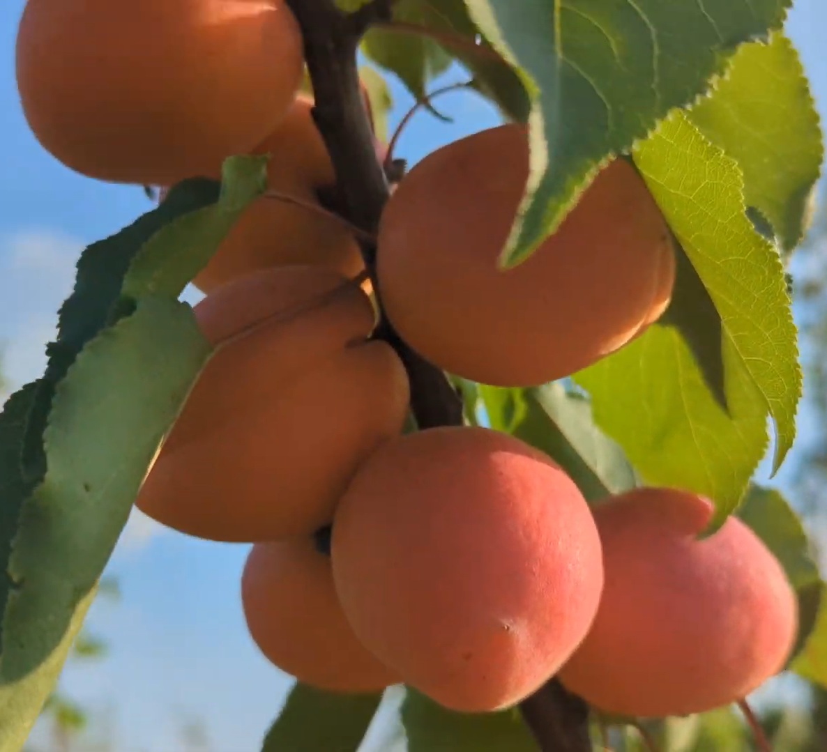 Купити Абрикос "Фарліс"