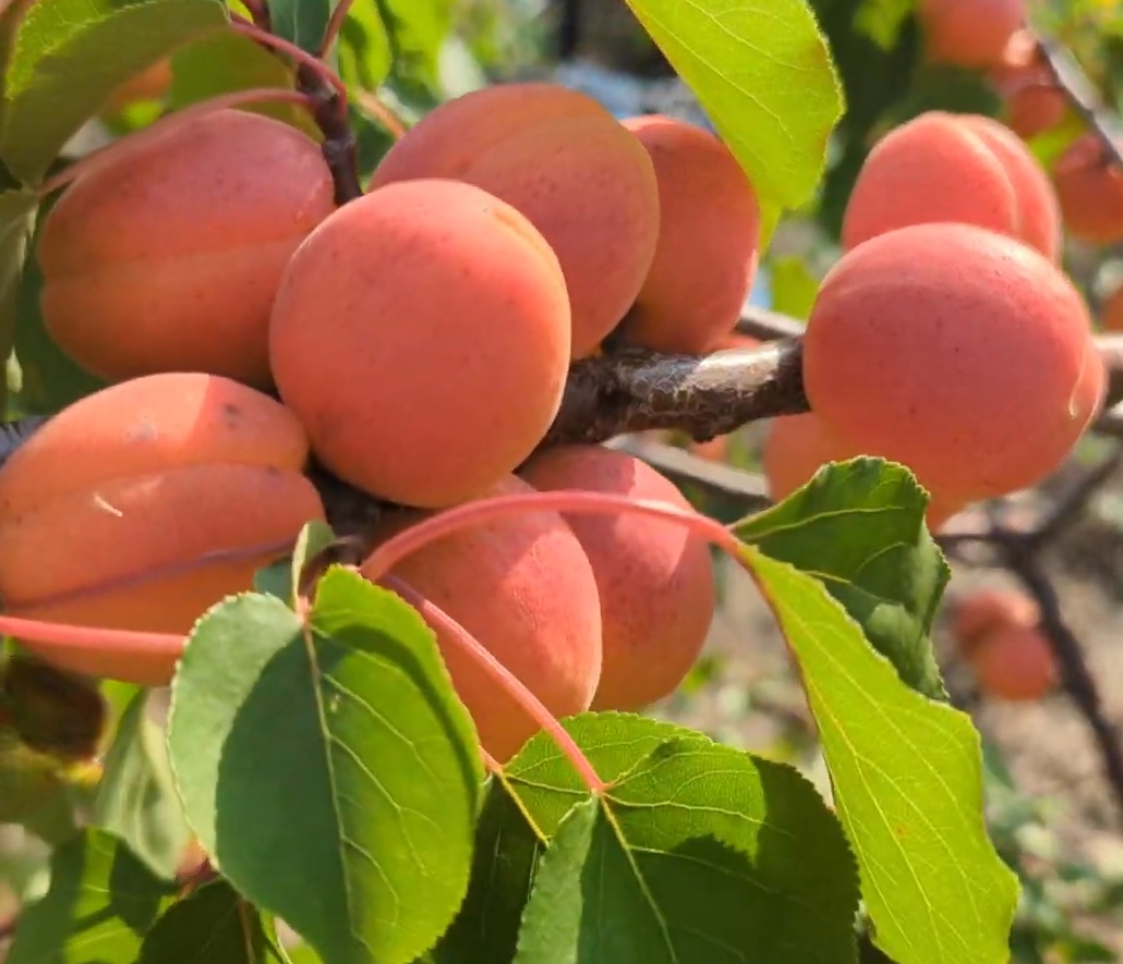 Купить Абрикос "Фарлис"