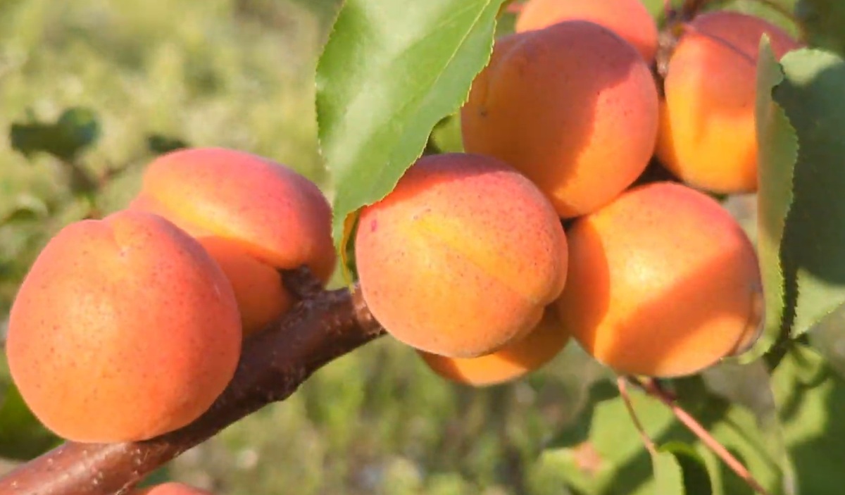 Купити Абрикос "Фарліс"