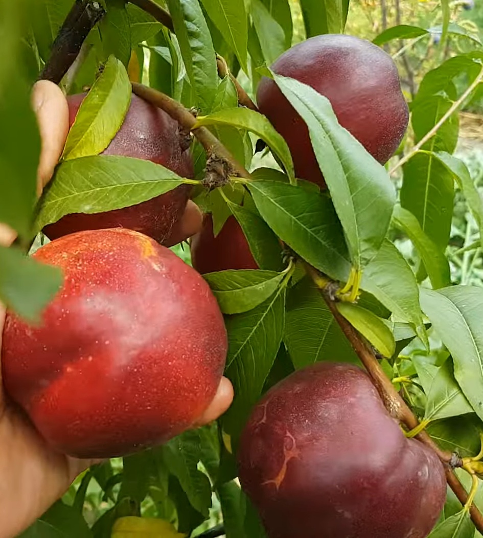 Купить Нектарин "Фаярд"