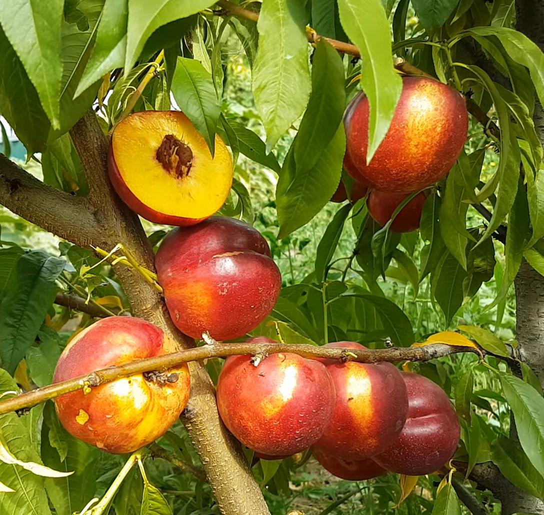 Купити Нектарин "Фаярд"