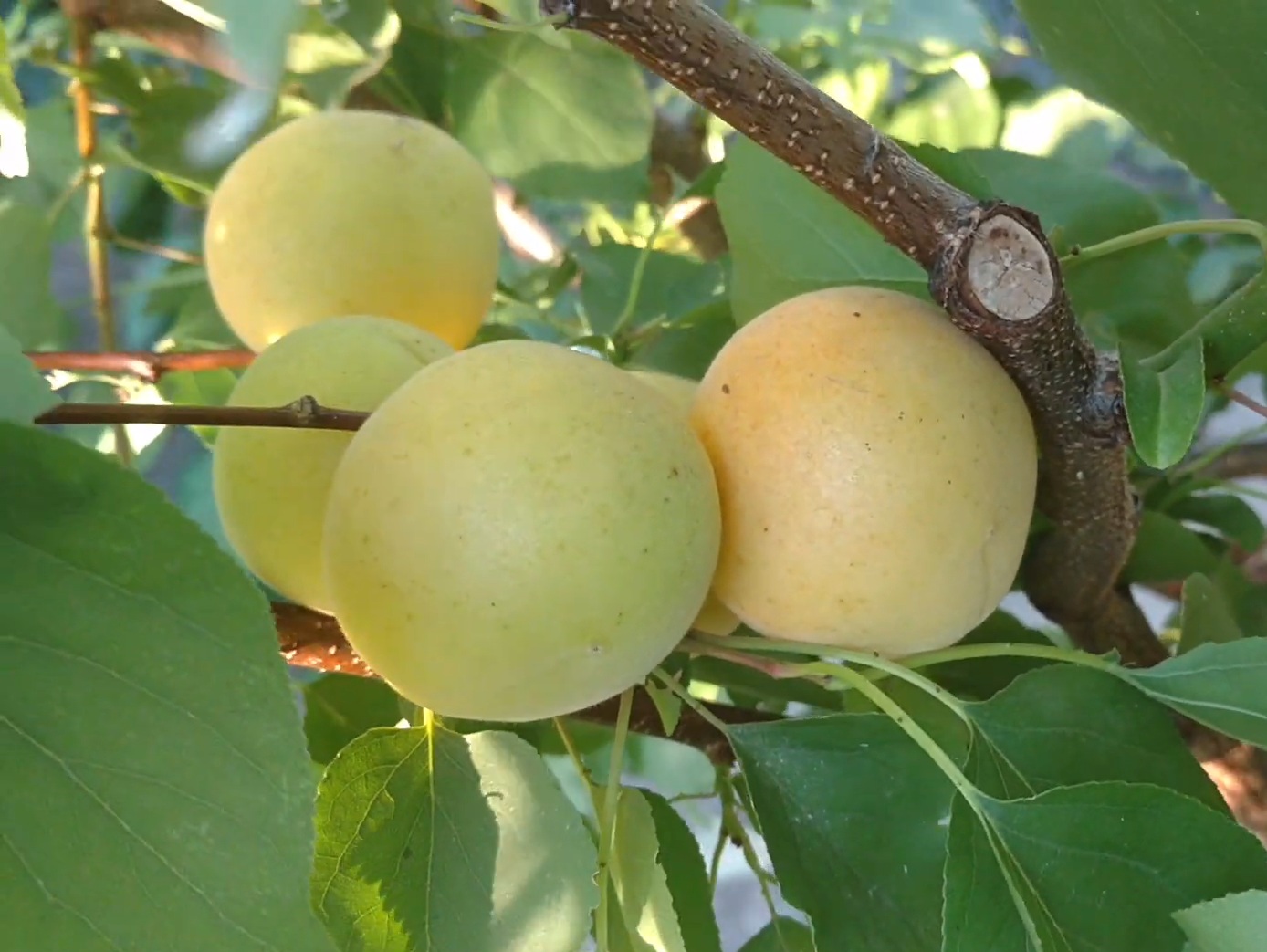 Купити Абрикос "Фелпс"