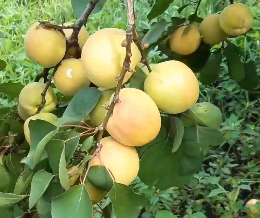 Купити Абрикос "Фелпс"