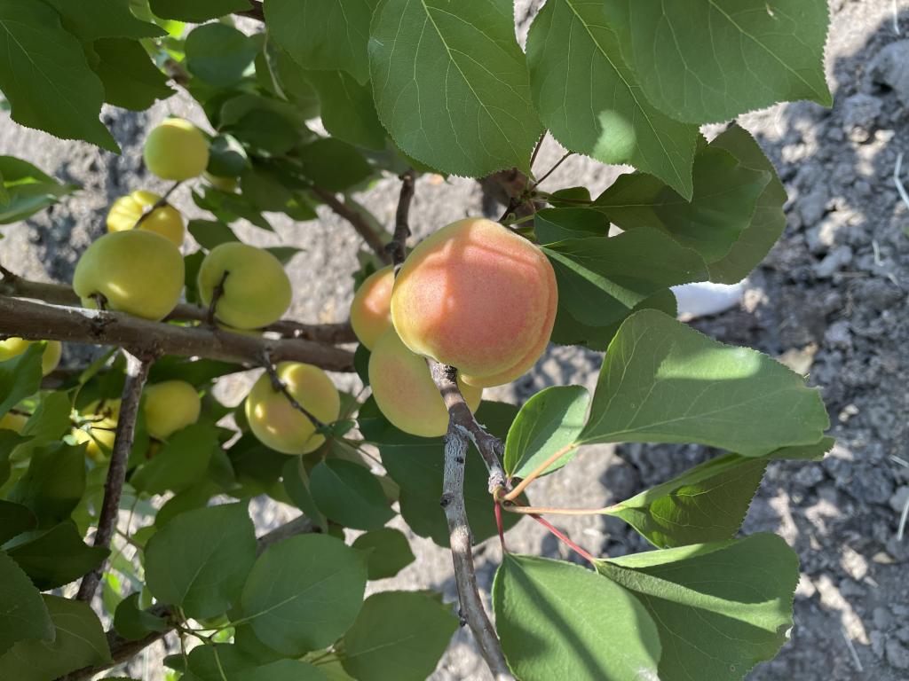 Купити Абрикос "Фелпс"