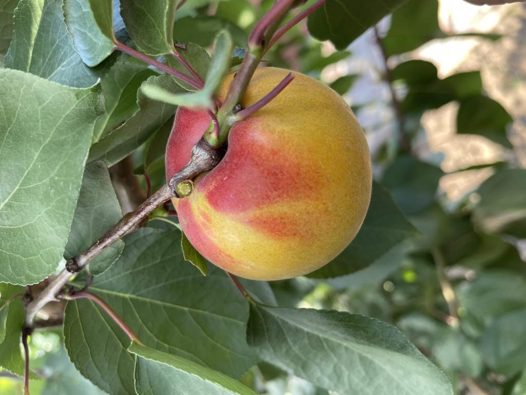 Купити Абрикос "Фелпс"