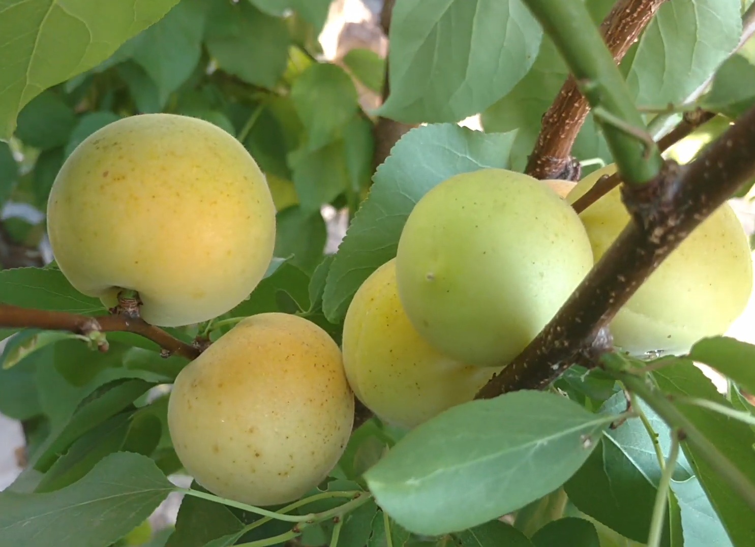 Купити Абрикос "Фелпс"