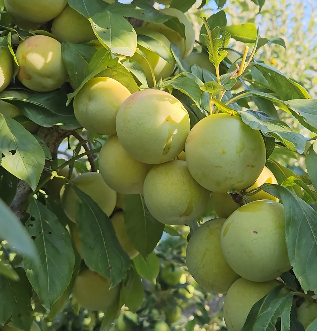 Купить Гибрид сливы "Флавор Квин"