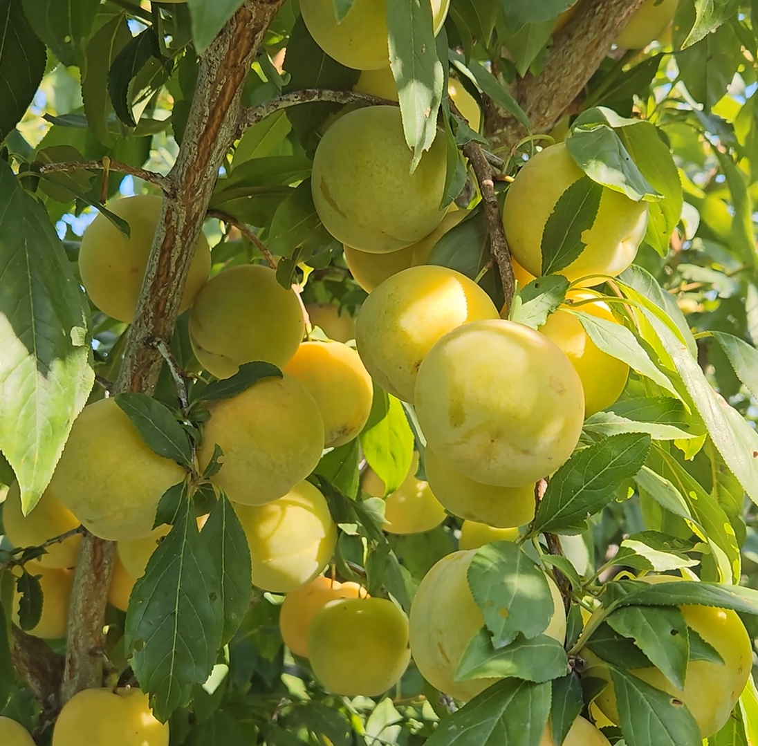 Купити Гібрид сливи "Флавор Квін"