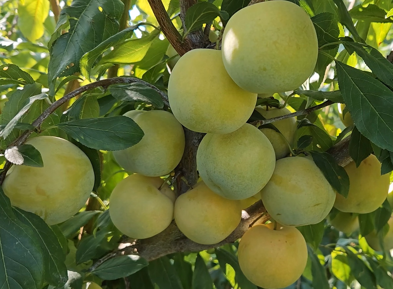 Купити Гібрид сливи "Флавор Квін"