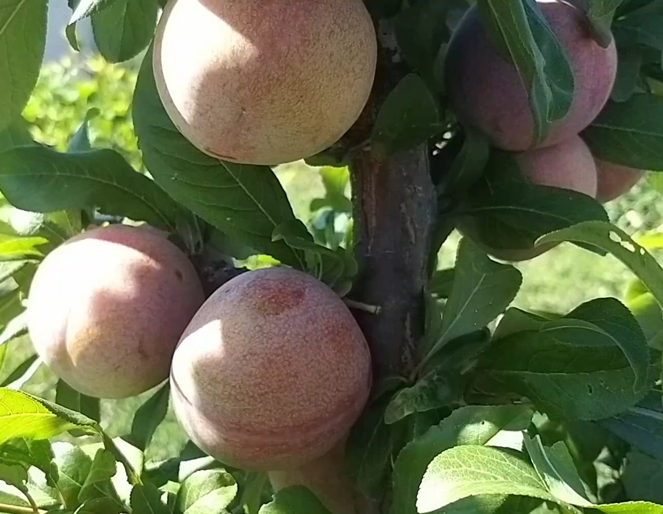 Купити Гібрид сливи "Флавор супреме"